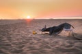 Dog runs along the beach at sunset. Whippet plays in the sand