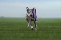 Greyhound dog runs on the lawn. Whippet plays on grass