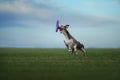 Greyhound dog runs on the lawn. Whippet plays on grass