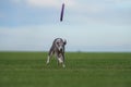 Greyhound dog runs on the lawn. Whippet plays on grass