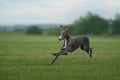 Greyhound dog runs on the lawn. Whippet plays on grass