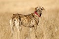 Greyhound dog seen in the countryside