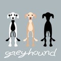 Greyhound dog set vector illustration style Flat silhouette