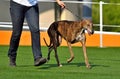 Greyhound dog on a dog show Royalty Free Stock Photo