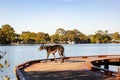 Greyhound dog standing on boardwalk at the Tallebudgera Loop Walk in Palm Beach, Queensland Australia