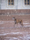 A Greyhound dog on a walk in winter.