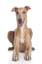 Greyhound dog on white background Royalty Free Stock Photo