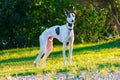 Greyhound dog of white color and black specks. Royalty Free Stock Photo