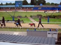 Greyhound dogs on a race track.