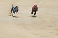 Greyhound dogs racing at dog race court