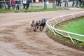 Greyhound dogs racing