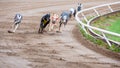 Greyhound dogs racing Royalty Free Stock Photo