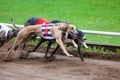 Greyhound dogs racing