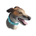 Greyhound, English Greyhound dog digital art illustration isolated on white background. European origin racing, hunting dog. Pet Royalty Free Stock Photo