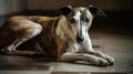 A greyhound laying on the floor looking graceful and elegant created with Generative AI