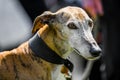 Greyhound face portrait with ears up. Looking to the side. big eyes