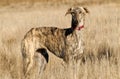 Greyhound in the fields