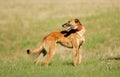 Greyhound in the fields