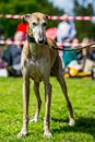 Greyhound full body portrait standing on grass in a busy park