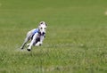 Greyhound at full speed Royalty Free Stock Photo