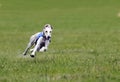 Greyhound at full speed