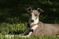 Greyhound in the Grass Royalty Free Stock Photo