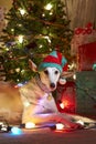 Greyhound holiday elf portrait with tree and ;lights