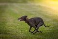 Greyhound Royalty Free Stock Photo