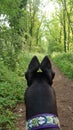 Greyhound looks along Paston Way close to Pigney`s Wood