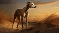 Greyhound In The Nature Of Dunes