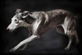 Greyhound - originating from Egypt (Generative AI)