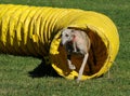 Greyhound out of the tunnel Royalty Free Stock Photo