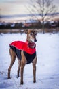 Spanish Galgo outdoors in snow at winter Royalty Free Stock Photo