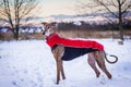 Spanish Galgo outdoors in snow at winter Royalty Free Stock Photo