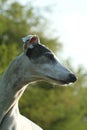 Greyhound portait Royalty Free Stock Photo