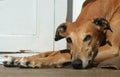 Greyhound portait Royalty Free Stock Photo