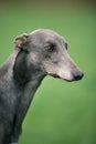 Greyhound, Portrait of Male Royalty Free Stock Photo