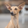 Greyhound portrait Royalty Free Stock Photo