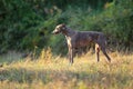 Greyhound posing in nature. Dog stands against the background of autumn Royalty Free Stock Photo