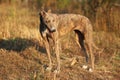Greyhound posing in nature. Dog stands against the background of autumn Royalty Free Stock Photo