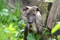 Greyhound pup Royalty Free Stock Photo