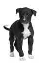 Greyhound puppy (6 weeks) Royalty Free Stock Photo