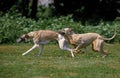 GREYHOUND RACE, ADULTS RACING AT TRACK Royalty Free Stock Photo