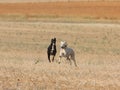 Greyhound race fast dog domestic animal field hare hunting Royalty Free Stock Photo