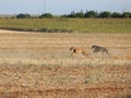 greyhound race fast dog domestic animal field hare hunting Royalty Free Stock Photo