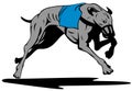 Greyhound racing Royalty Free Stock Photo