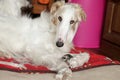 Greyhound, Russian borzoi resting Royalty Free Stock Photo