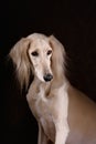 Greyhound saluki dog portrait Royalty Free Stock Photo