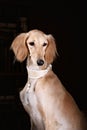 Greyhound saluki dog portrait Royalty Free Stock Photo