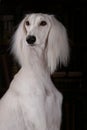 Greyhound saluki dog portrait Royalty Free Stock Photo